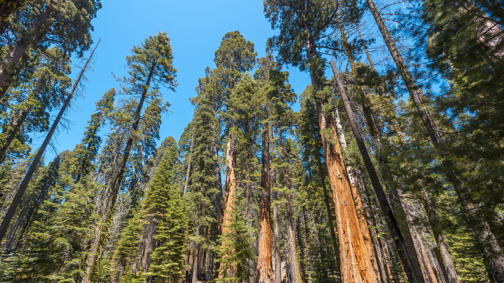 View looking up at at southern pine tree canopy